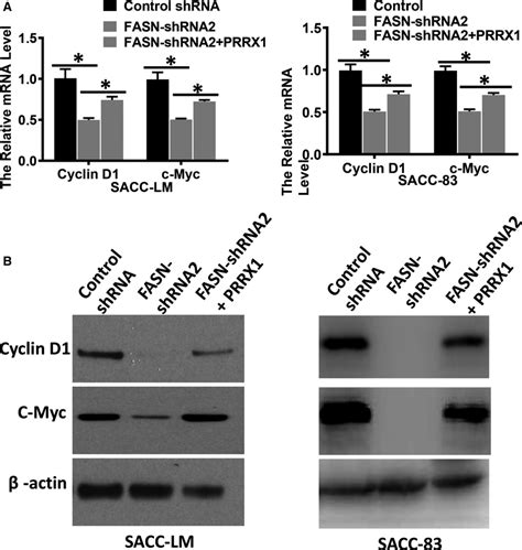 Prrx Increased The Expression Of Wnt Catenin A Rtpcr Was Used To