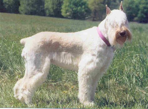 schnauzer giant breed guide learn   schnauzer giant