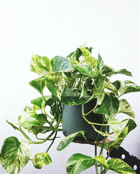 The Complete Golden Pothos Care Guide Hrc