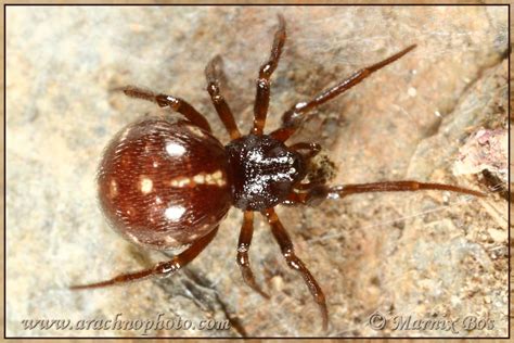 Theridiidae (Comb-Footed Spiders) – ArachnoPhoto