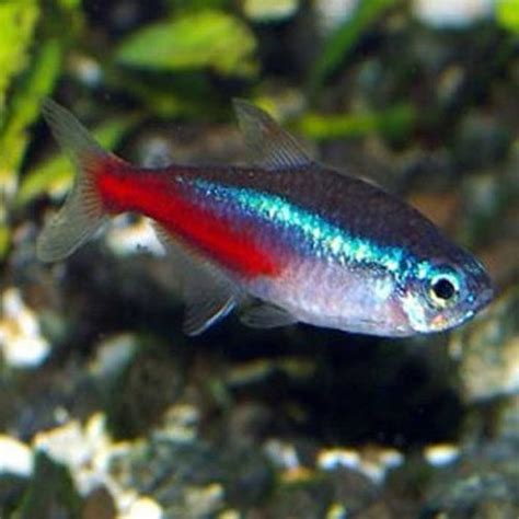 NEON TETRA - aquascape