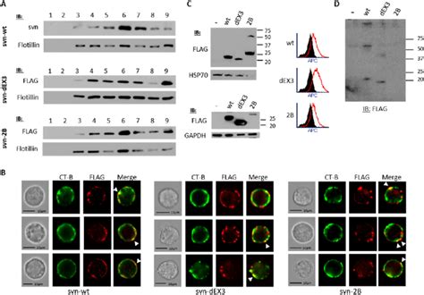 Survivin Isoforms Localize To Lipid Rafts And Are Secreted In Exosomes