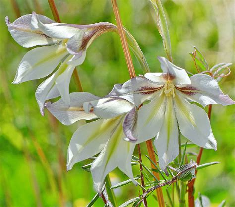 Gladiolus Tristis Subsp Spiralis Photo K Giannopoulos Download