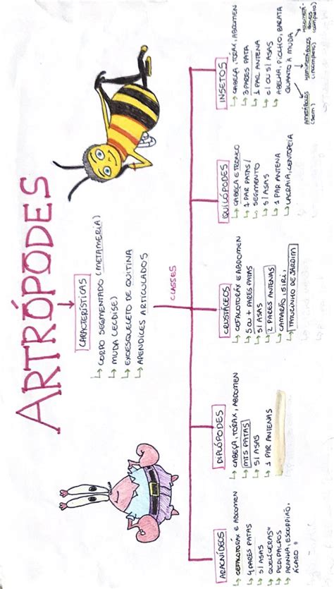 Resumo Completo Exerc Cios Sobre Artr Podes Gabarito Acompanhe A