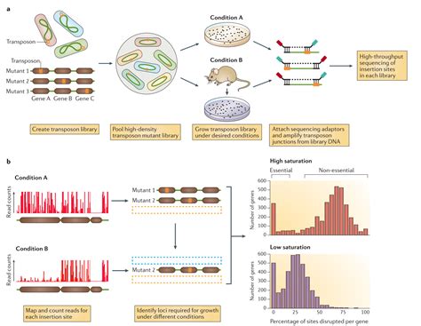 Hands On Essential Genes Detection With Transposon Insertion