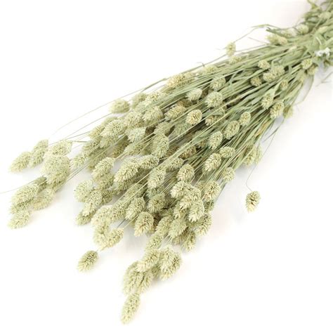 Natural Phalaris Bunch Lsf Wholesale Dried Flowers