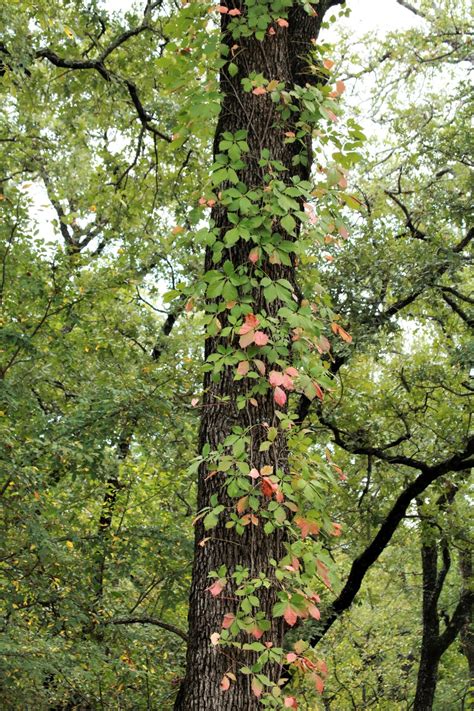 Virginia Creeper Growing Up Tree