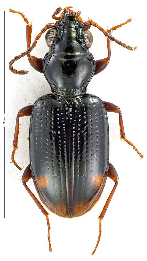 R F Insecta Coleoptera Carabidae Bembidion Emphanes