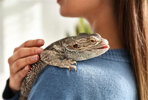 Petting Your Bearded Dragon Everything You Need To Know Pet Care