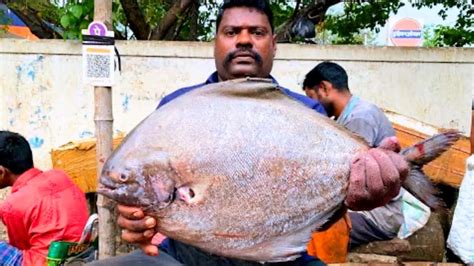 Kasimedu Speed Selvam Black Pomfret Fish Cutting Video In Kasimedu