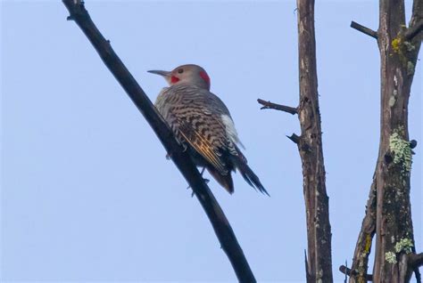 Yellow Shafted X Red Shafted Northern Flicker Intergrade Flickr