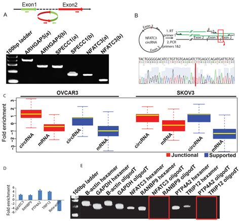 A Divergent Primers Become Properly Inward Facing And Identify