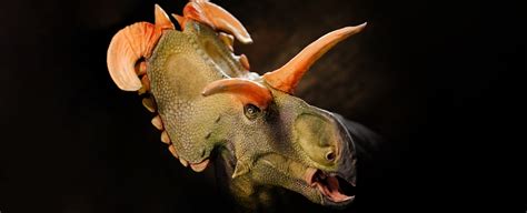 El Dinosaurio Lokiceratops Reci N Descubierto Ten A Cuernos Locos Como