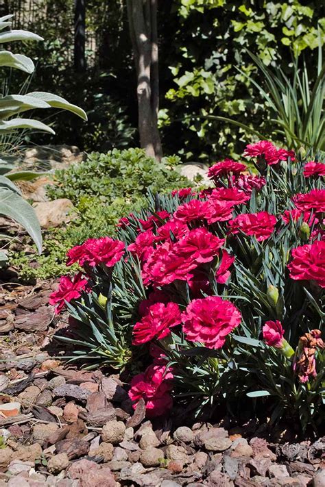 How To Grow And Care For Dianthus Flowers Gardeners Path