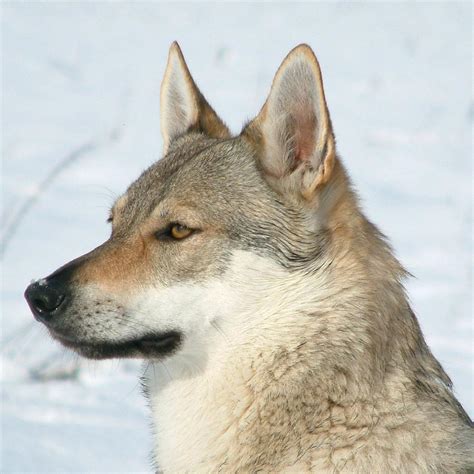 Czechoslovakian Wolfdog: traits and pictures