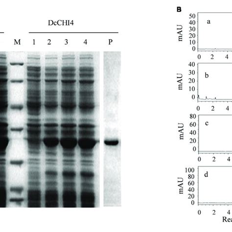 Enzymatic Assays Of The Recombinant Dcchi And Dcchi In Vitro A