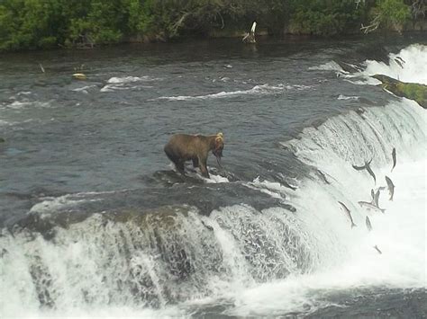 Brooks Falls - Katmai National Park