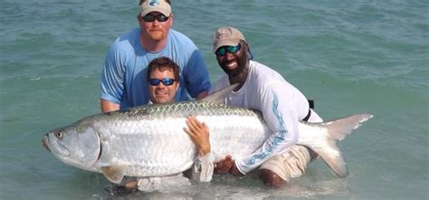 Tarpon - Alchetron, The Free Social Encyclopedia