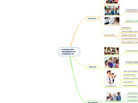 Etapas Del Desarrollo Humano Iv Mind Map