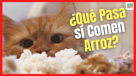 ¿los Gatos Pueden Comer Arroz ¿es Bueno O Malo El Arroz Para Los Gatos Youtube