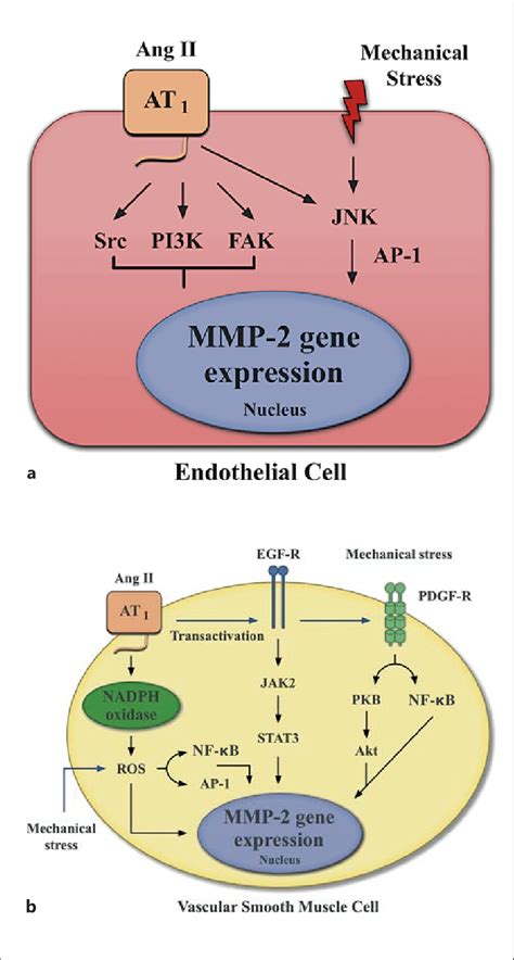 Hypertension And Bioactive Agents Increase Mmp 2 Expression In Download Scientific Diagram