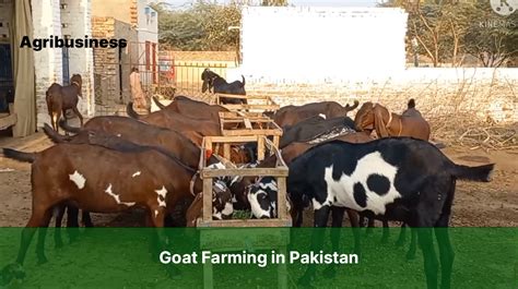 Goat Farming In Pakistan Agribusiness Pakistan