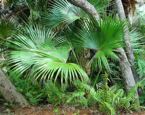 Palms And Ferns Photograph By Kay Gilley