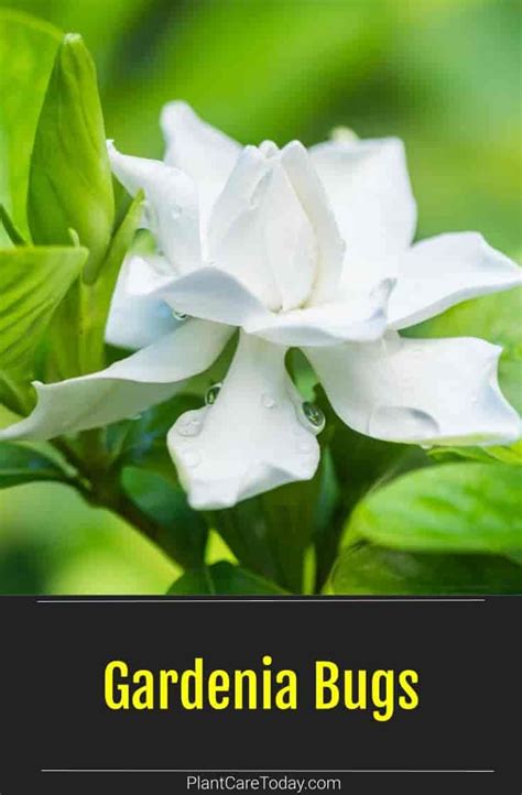 How To Propagate Gardenia The Ultimate Guide For Beginners Artofit