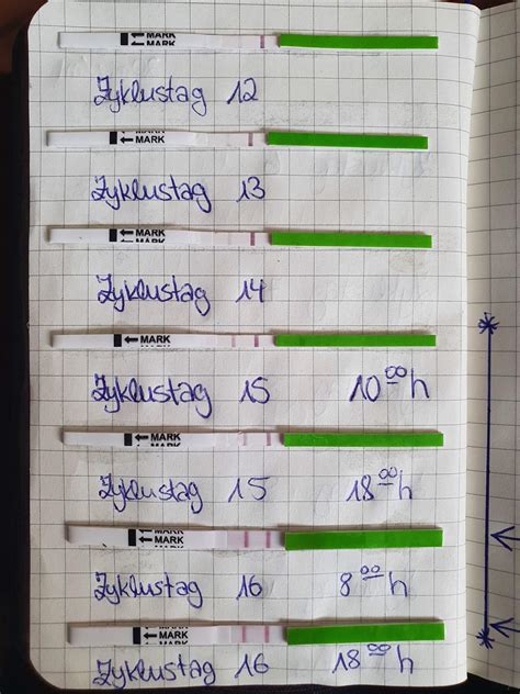 Schwangerschaft Zyklus Ovulationstest Eisprung Befruchtung Ovulationstests