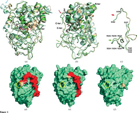 Table 1 From Biological Crystallography Structural Implications Of The