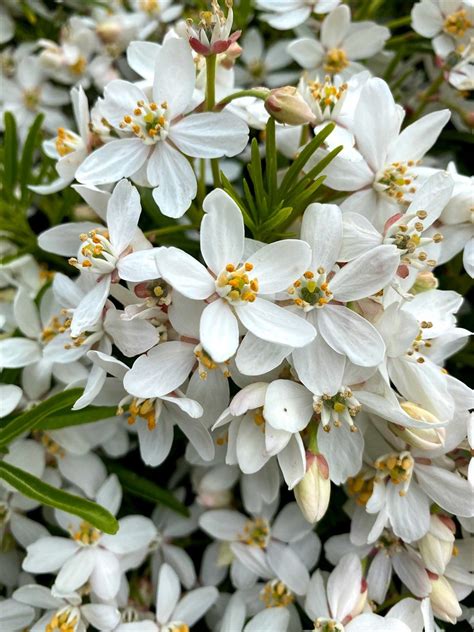 Bloemenpracht Choisya Ternata Aztec Pearl Uw Tuingids