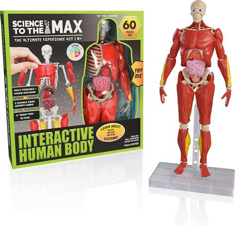 Be Amazing Toys Cuerpo Humano Interactivo Figura De Anatomía Completamente Posicionable Modelo