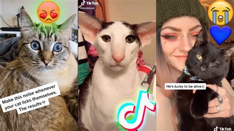 Best Tiktok Cat Compilation Of 2020😼 Youtube