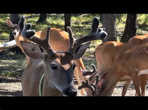 Giant Antlers Watchem Grow July Th Youtube