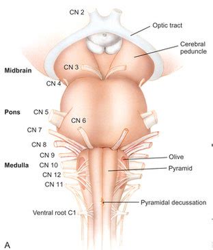 Week 6 Cranial Nerves And Brainstem Flashcards Quizlet