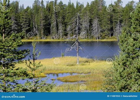 Laponia National Park stock image. Image of laponia, wood - 11087053