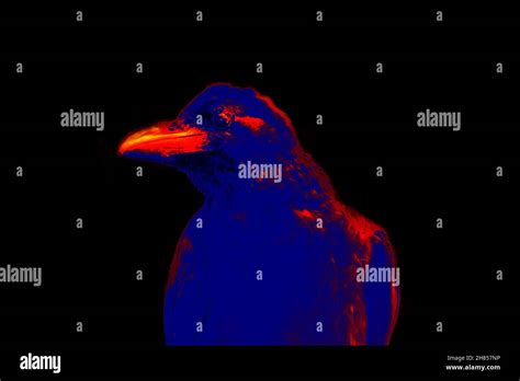 Indian Jungle Crow Portrait Scanning The Animals Body Temperature