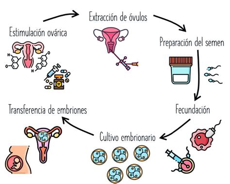 Procedimiento De Fiv