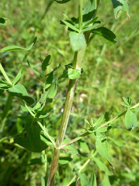 Photographs Of Hypericum Maculatum Uk Wildflowers Four Angled Stem