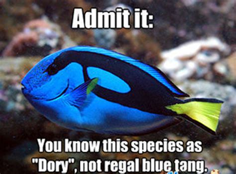 Finding Nemo Sequel Finding Dory Release Date Announced