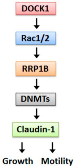 Cancers Free Full Text DOCK1 Regulates Growth And Motility Through