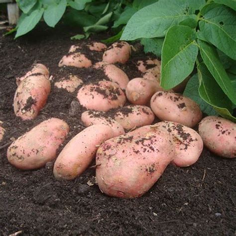 Premium Seed Potato Sarpo Mira Maincrop Blight Resistant