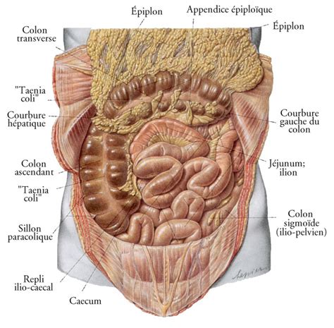 Les Intestins Et Le Syst Me Digestif