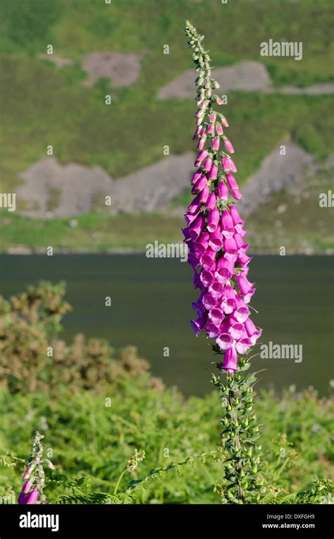 Foxglove Seeds Hi Res Stock Photography And Images Alamy