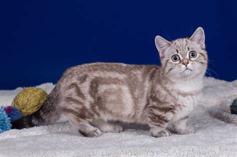 Munchkin Cat Photos | Cat-World