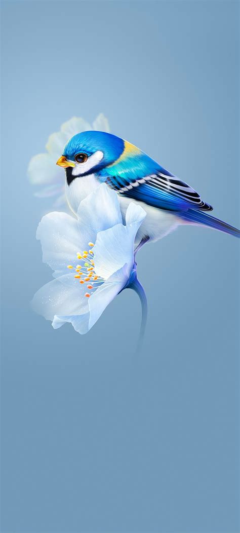 Bird Wallpaper - Cute | Android wallpaper colour, Bird wallpaper, Stock ...