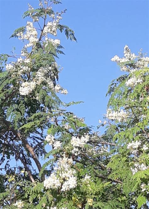 Blooming Chinaberry Tree In So Florida Rhorticulture