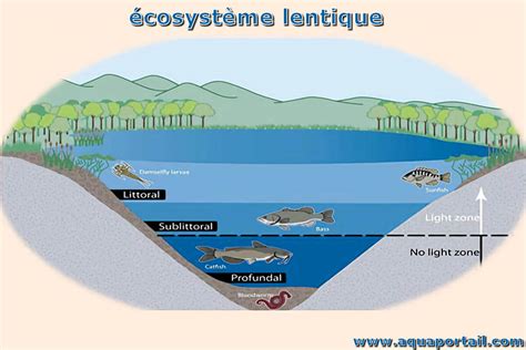 Lentique D Finition Et Explications