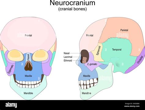 Vectores De Oseo Vector Fotograf As E Im Genes De Alta Resoluci N Alamy