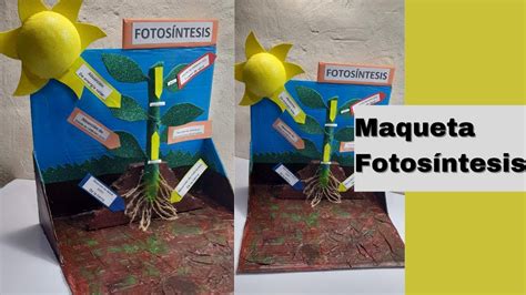 Maqueta De La Fotosintesis